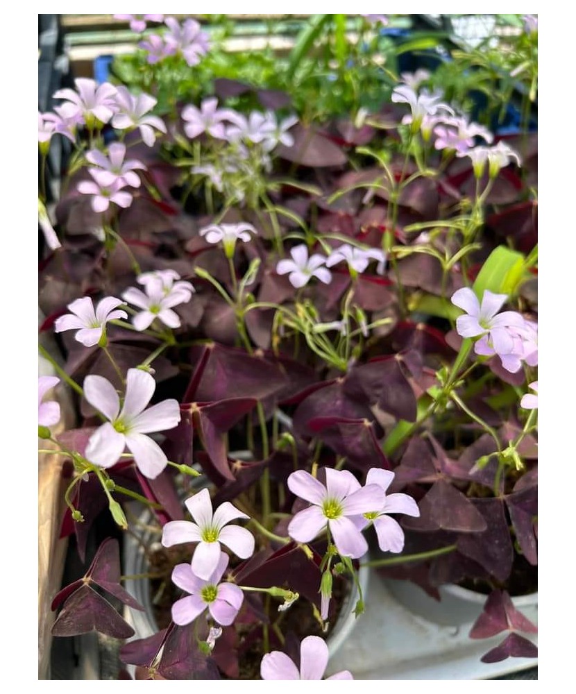 Oxalis Ghiveci