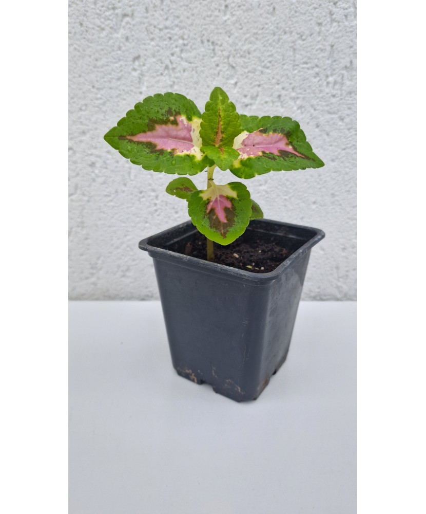 Coleus, Urzicuta decorativa la ghiveci