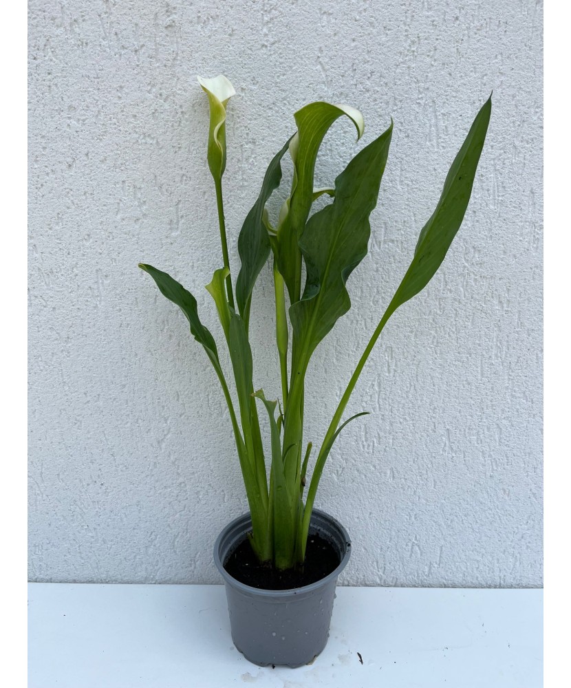 Zantedeschia (Cala) Albomaculata la ghiveci