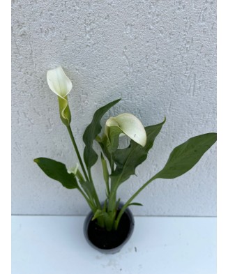 Zantedeschia (Cala) Albomaculata la ghiveci