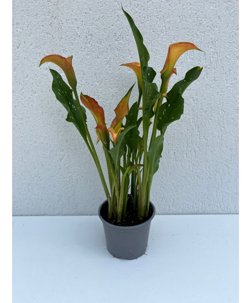 Zantedeschia (Cala) Mango la ghiveci