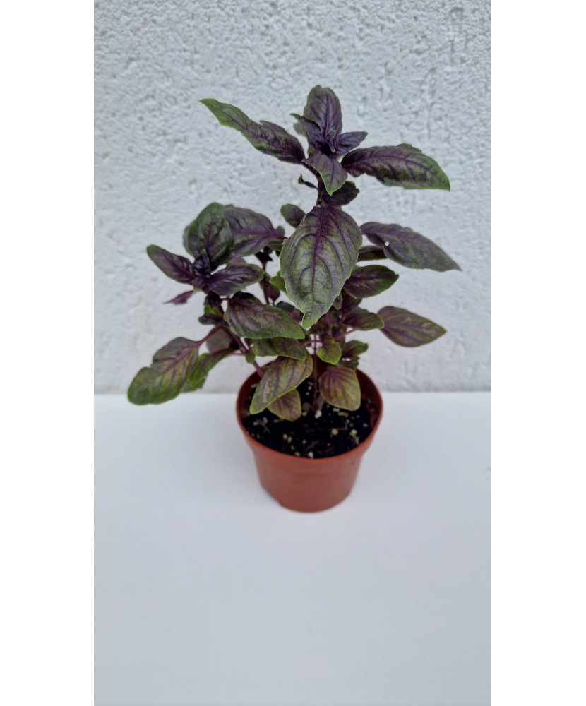 Busuioc violet la ghiveci