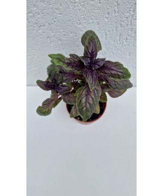 Busuioc violet la ghiveci