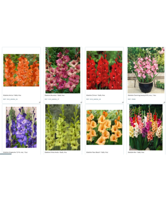 Pachet Mix - Gladiole 100 bulbi