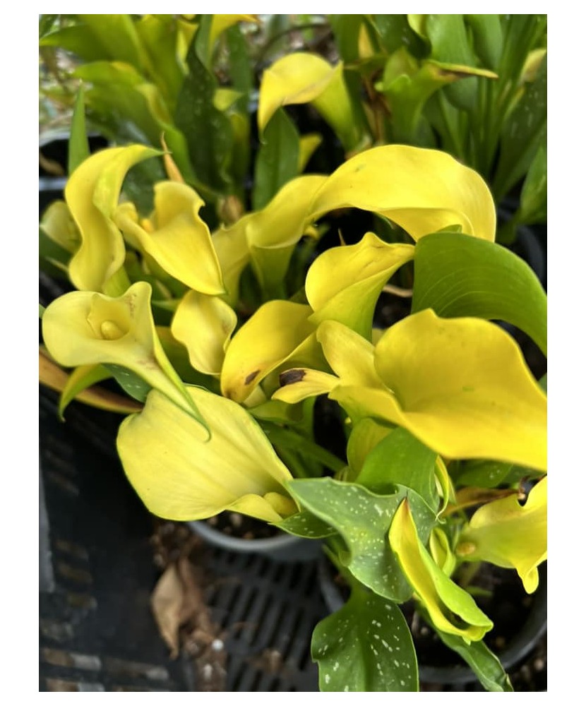 Zantedeschia (Cala) Black Eye Beauty la ghiveci