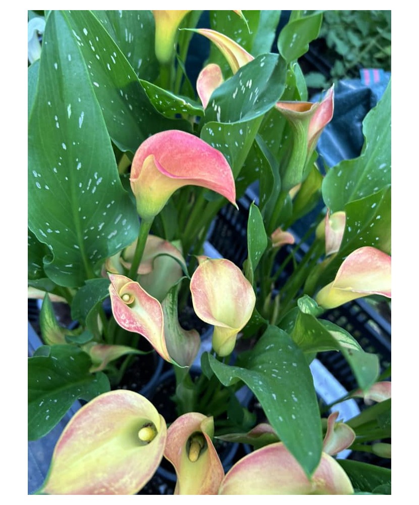 Zantedeschia (Cala) Passion Fruit la ghiveci