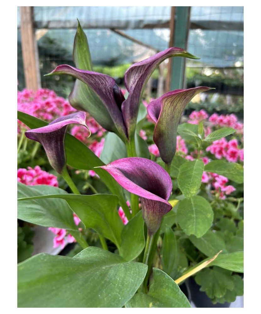 Zantedeschia (Cala) Purple la ghiveci