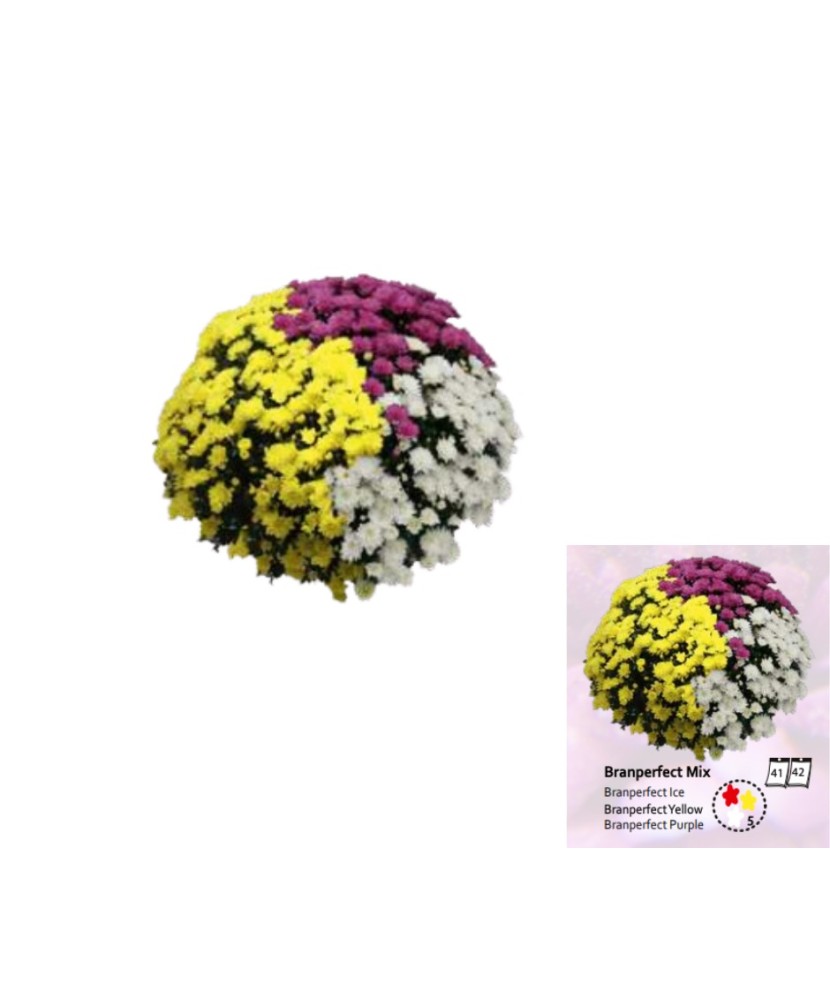 Crizantema amestec Branperfect Mix( Ice Yellow Purple), ghiveci 19cm