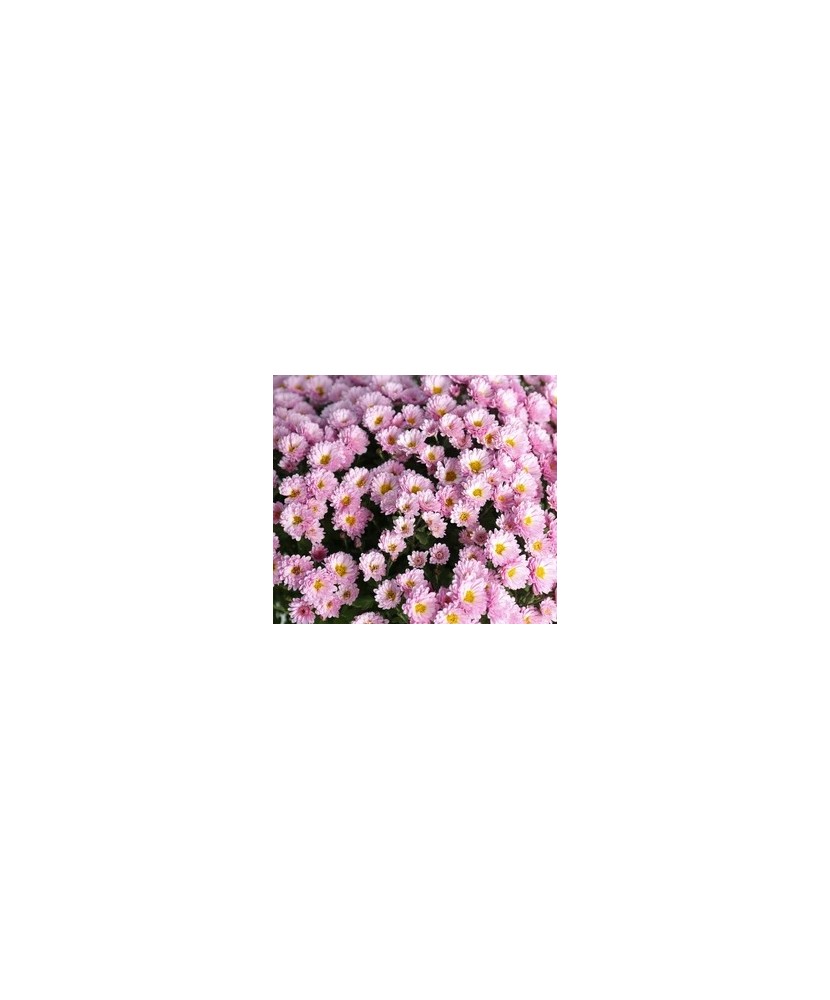 Crizantema multiflora  Gigi Pink, ghiveci 13x13