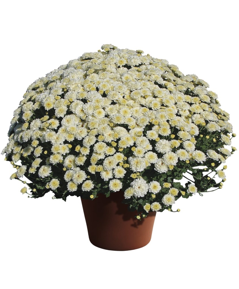 Crizantema multiflora  Gigi Snow, ghiveci 17