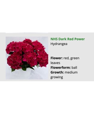 Blo.Hortensia Dark Red...