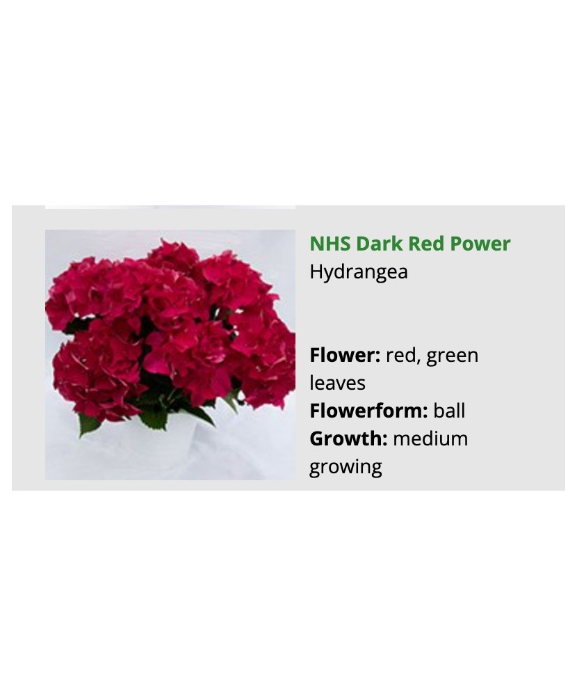 Blo.Hortensia Dark Red Power 28