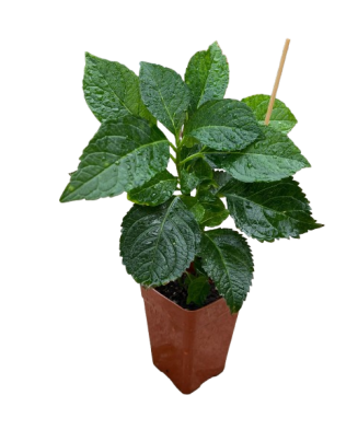 Planta, Hortensia Red Angel Blue. Albastru, Ghoveci 14cm