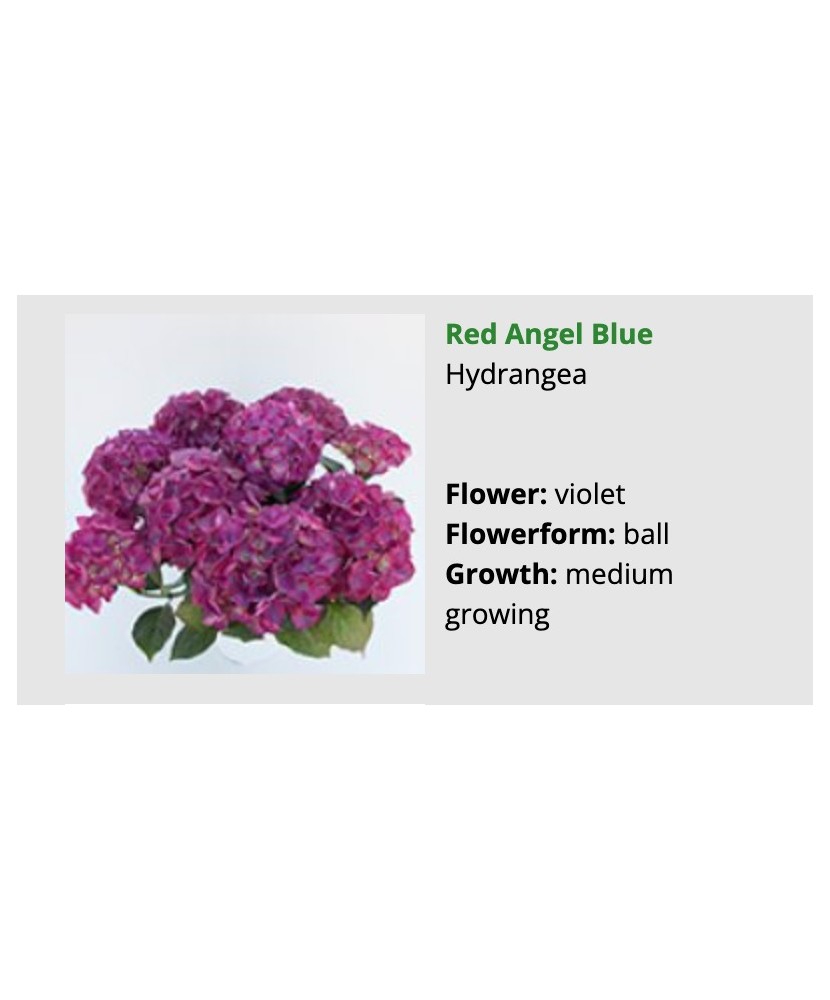 Planta, Hortensia Red Angel Blue. Albastru, Ghoveci 14cm