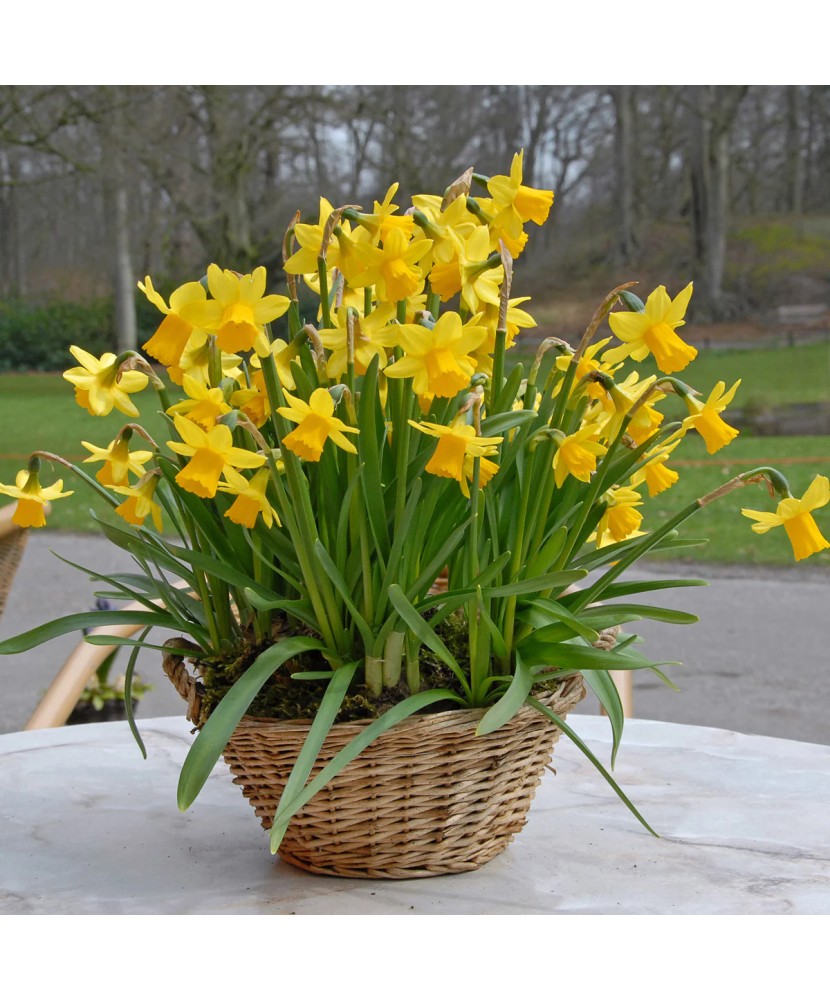 Narcise Tete a Tete,14/16, 1 bulb