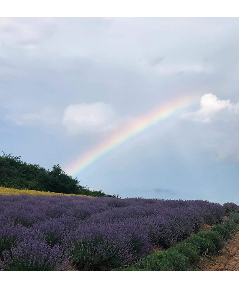 Butas Lavanda, Angustifolia Sevtopolis, 1 butas