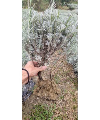 Butas Lavanda, Angustifolia Sevtopolis, 1 butas