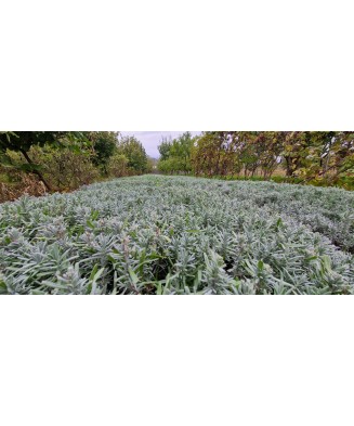 Butas Lavanda, Angustifolia Sevtopolis, 1 butas