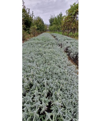 Butas Lavanda, Angustifolia Sevtopolis, 1 butas