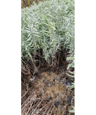 Butas Lavanda, Angustifolia Sevtopolis, 1 butas