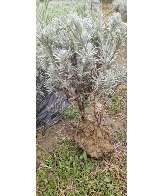 Butas Lavanda, Angustifolia Sevtopolis, 1 butas