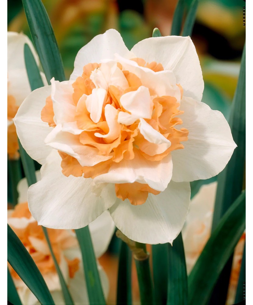 Narcise Replete 12/14 ,bulb