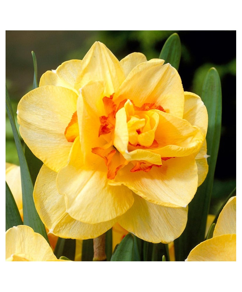 Narcise Tahiti 16/18 ,bulb