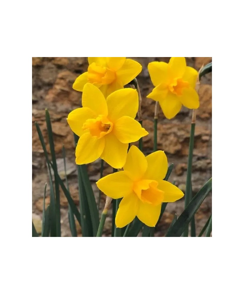 Narcise Sweetness 10/12 ,bulb