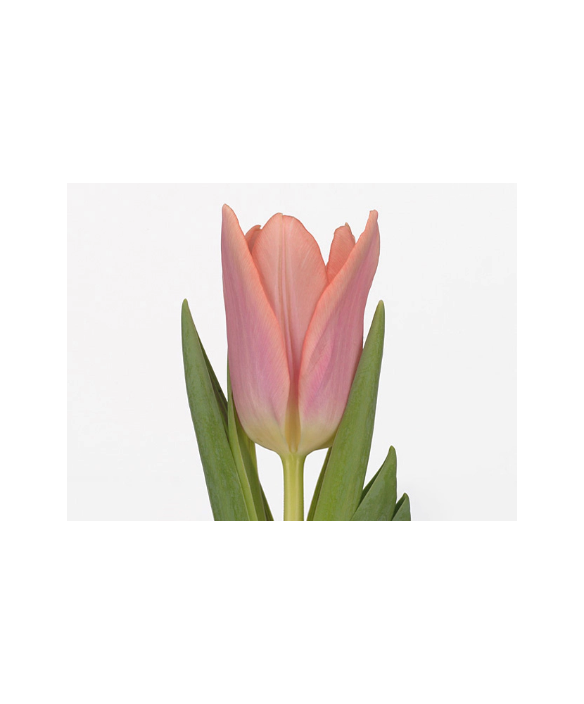 Lalele (Triumph Grp) Neper 10/11 ,bulb