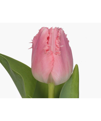 Lalele (Fringed Grp)...