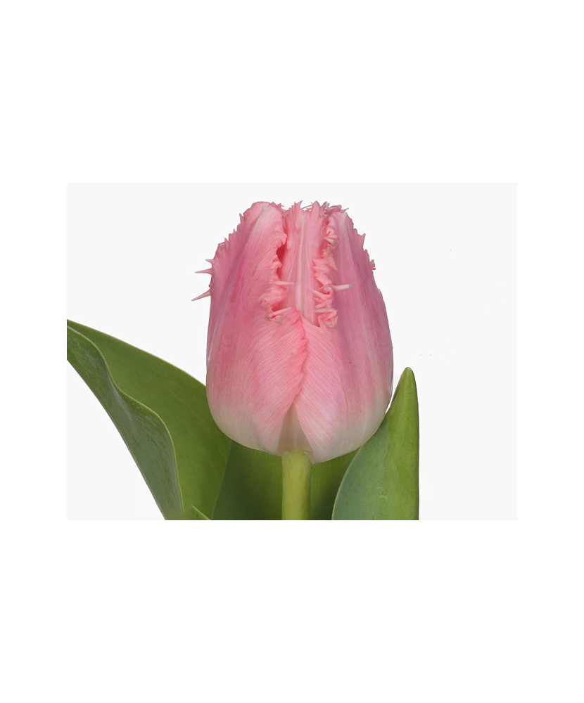 Lalele (Fringed Grp) Cacharel 10/11 ,bulb