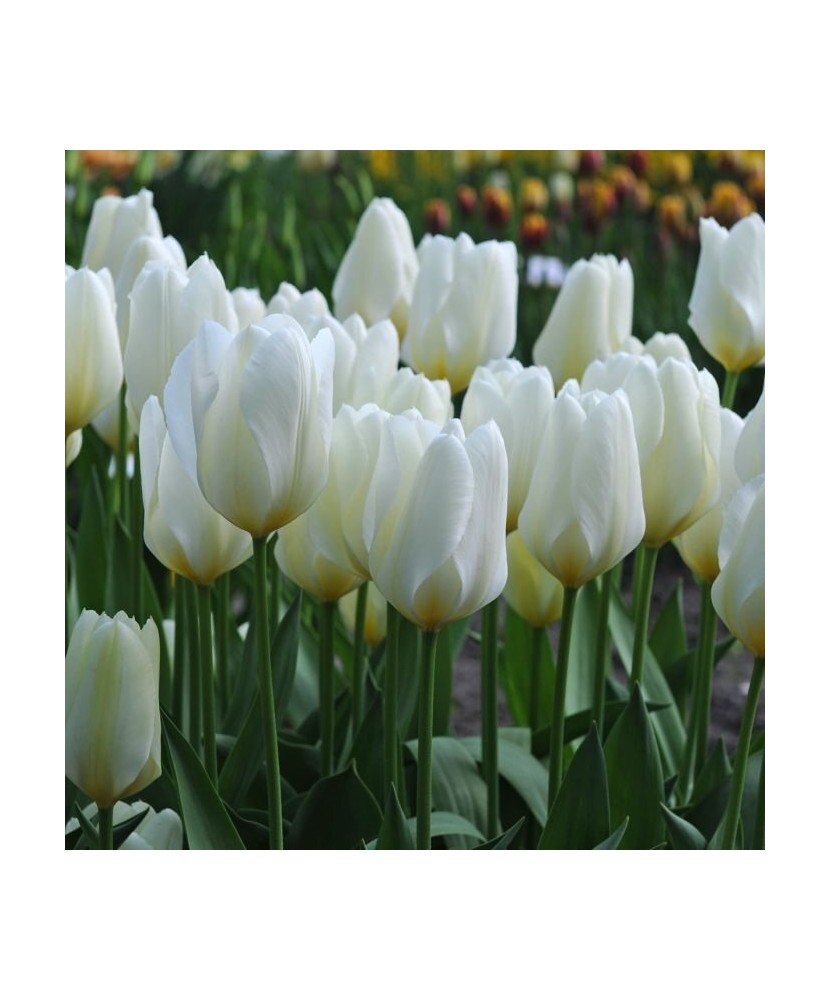 Lalele (Fosteriana) Purissima 9/10 ,bulb