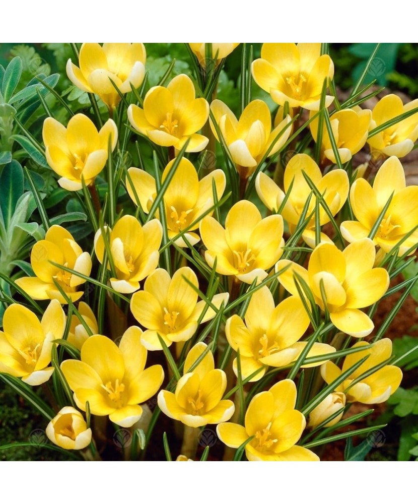Crocus Romance 5/7 ,bulb