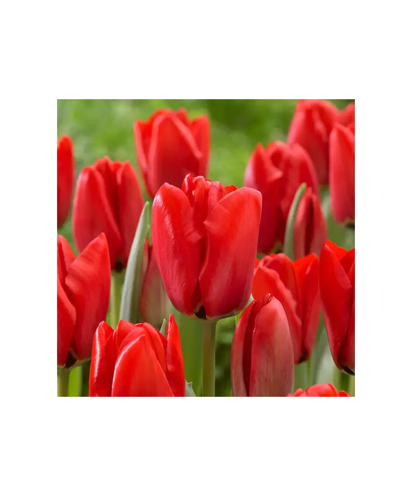 Lalele (Darwinhybrid Grp) Apeldoorn 12/+ ,bulb