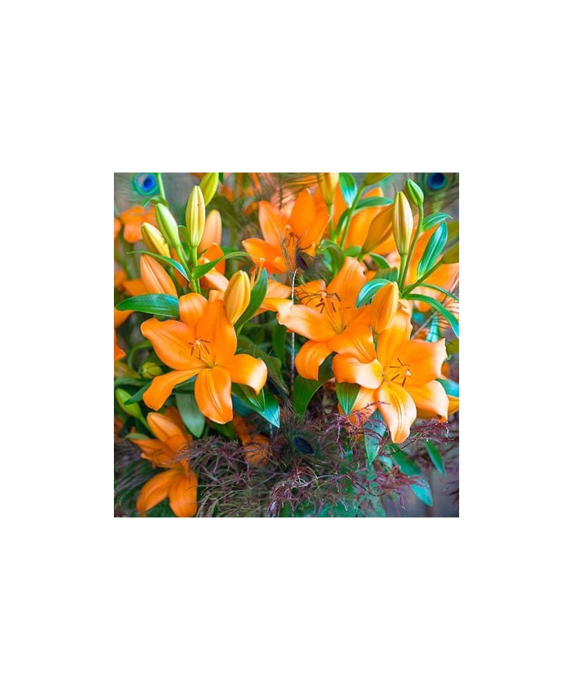 Crin, Lilium Eremo,16/18, Portocaliu, 1 bulb