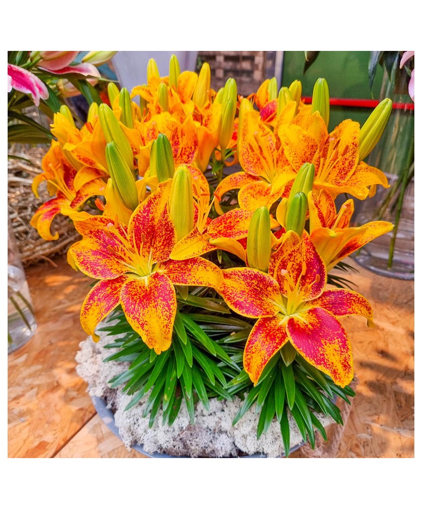 Crin, Lilium Tiny Parrot®,12/14,Portocaliu-Rosu, 1 bulb