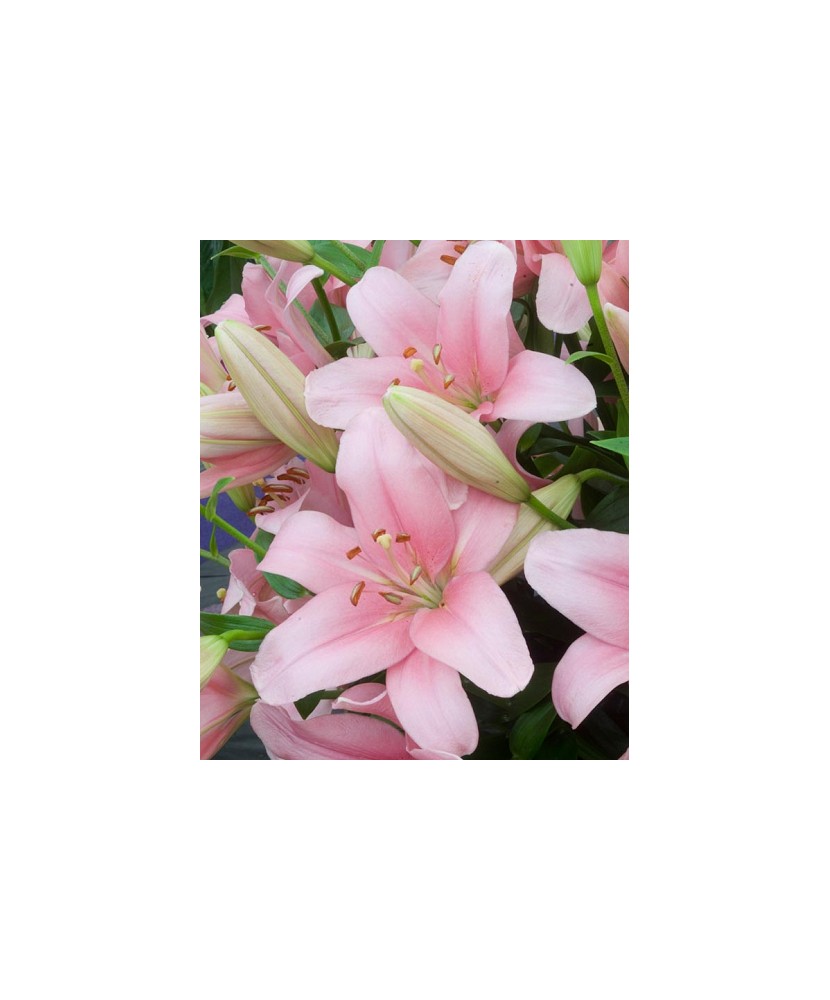 Crin, Lilium Brindisi,16/18, Roz, 1 bulb