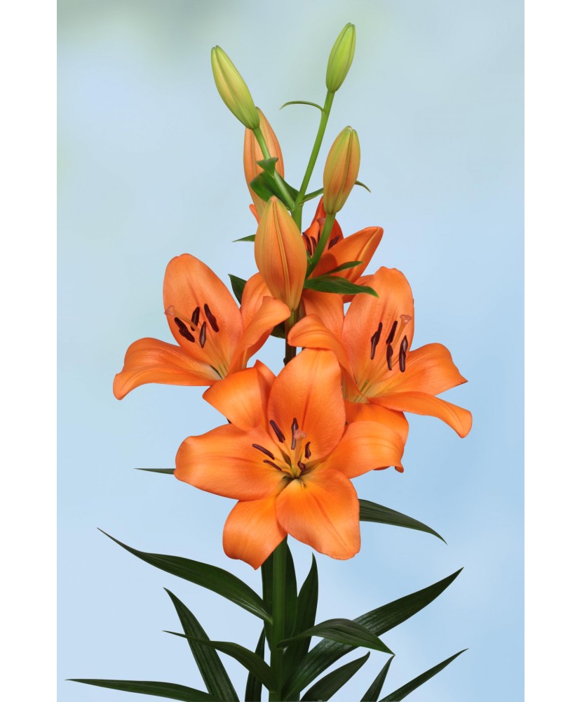 Crin, Lilium Eniac,12/14,Portocaliu, 1 bulb