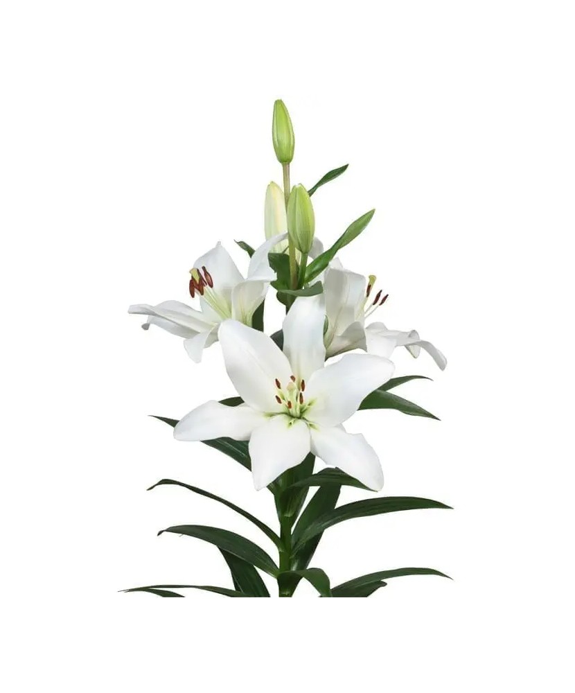 Crin, Lilium Parrano,12/14,Alb, 1 bulb