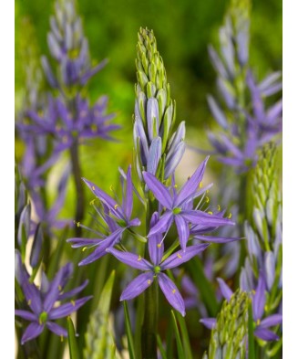 Planta Zambila Indiana Camassia, Leichtlinii Caerulea, Albastru, 12/14, 1 Planta