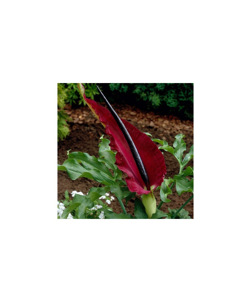 Crinul Dragonului Dracunculus, Dranunculus Vulgaris, Visiniu, 25/30, 1 Bulb