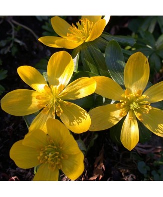 Aconit de Iarna Eranthis,...