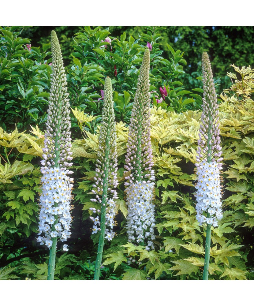 Crin de stepă, Lumânarea desertului Eremurus, Robustus, Roz/Alb, I, 1 Bulb