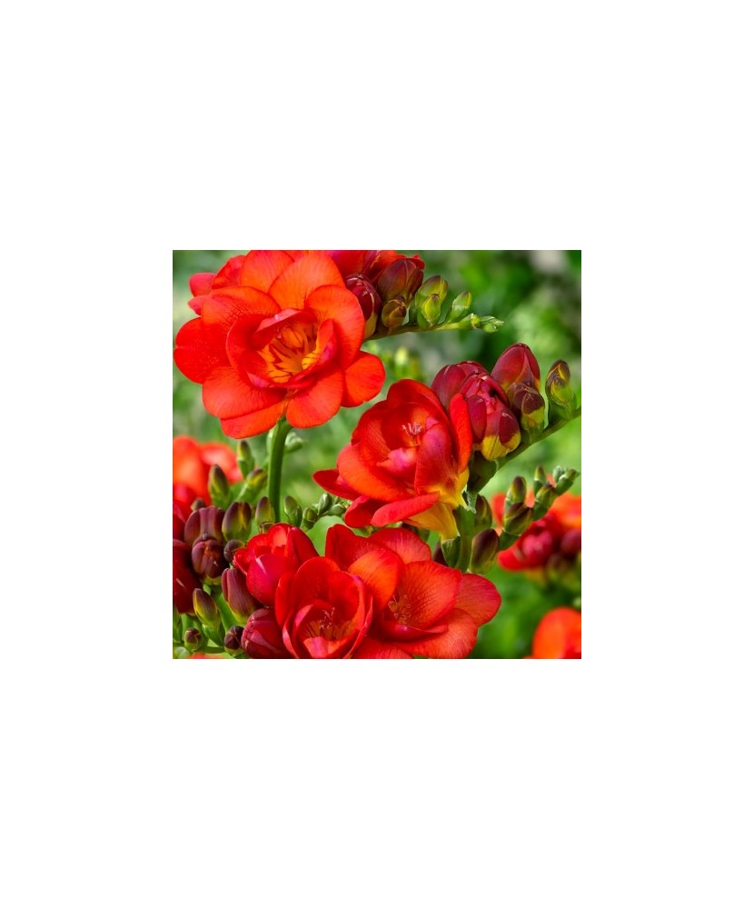 Freesia, Floare Dubla Red, Rosu, 5/6, 1 Bulb