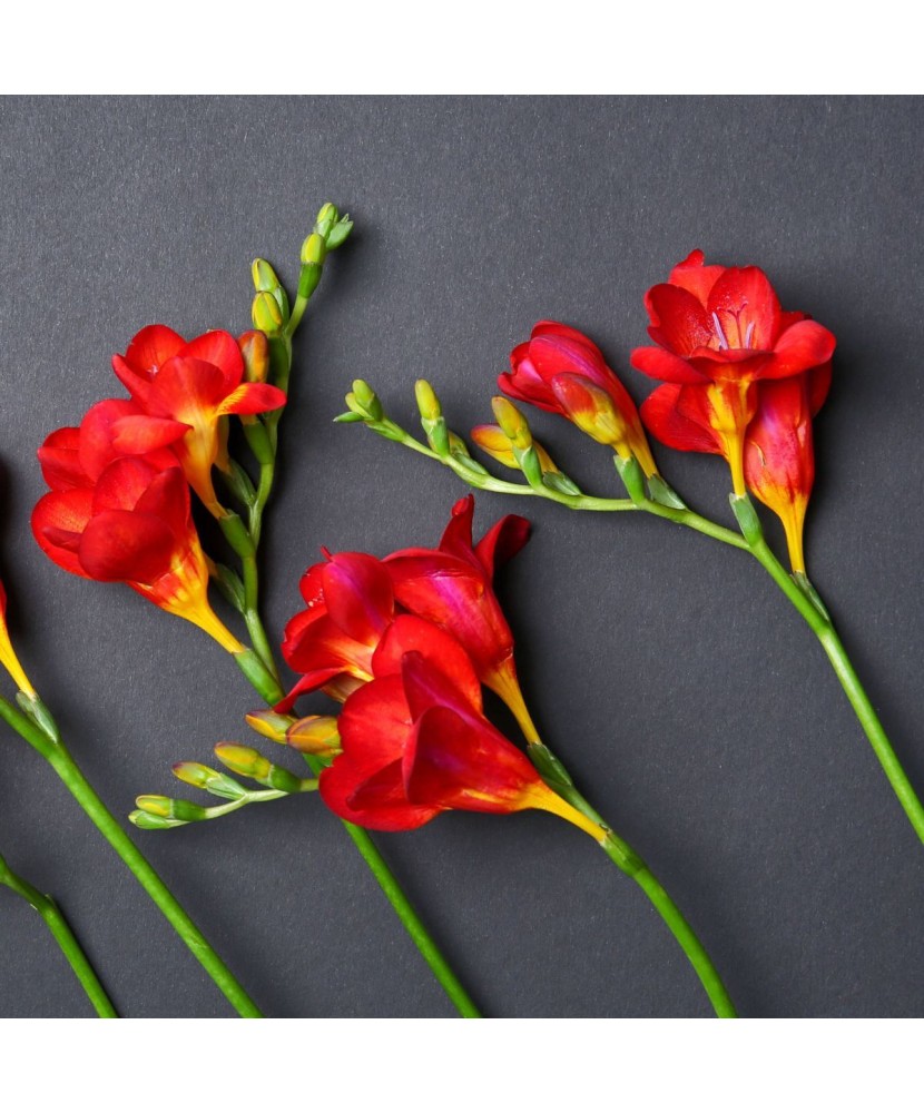 Freesia, Floare Simpla Red, Rosu, 5/6, 1 Bulb