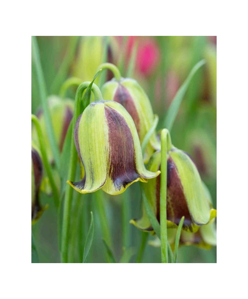 Lalea Imperiala Fritillaria, Acmopetala, Galben/Verde, 8/+, 1 Bulb