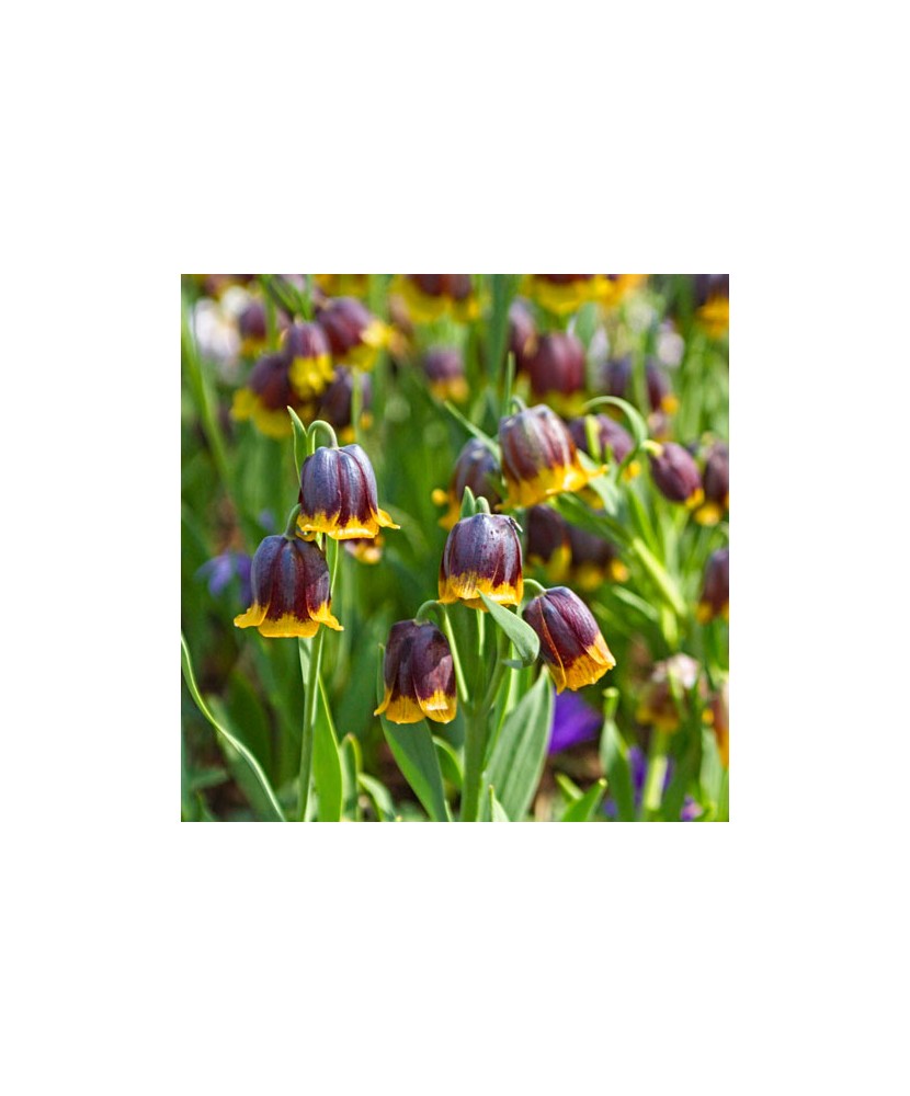 Lalea Imperiala Fritillaria, Michailovskyi, Visiniu/Galben, 5/+, 1 Bulb