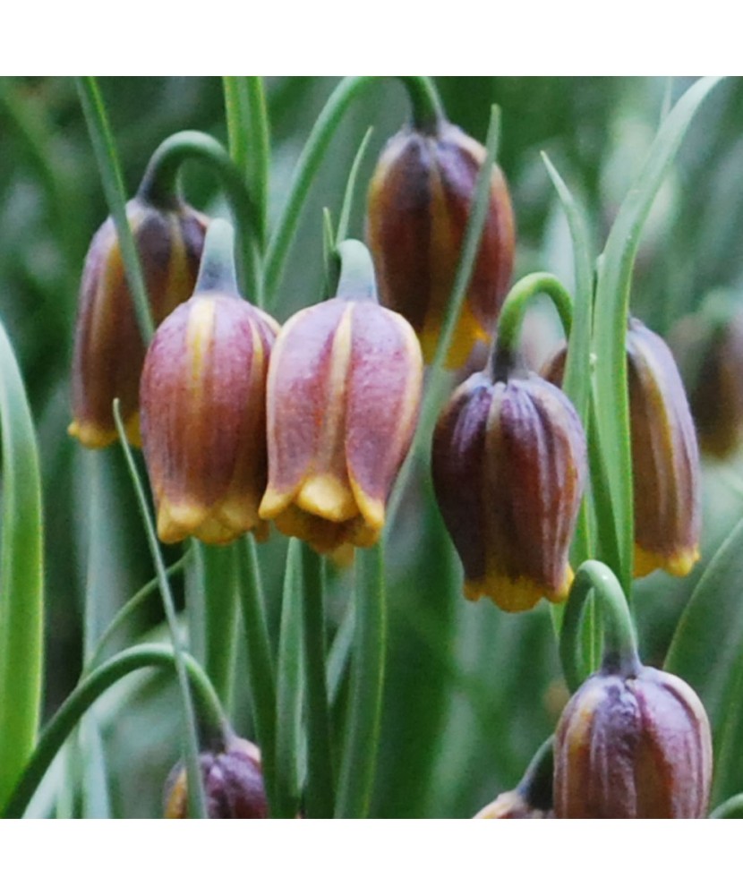Lalea Imperiala Fritillaria, Uva Vulpis, Galben/Maro, 7/8, 1 Bulb