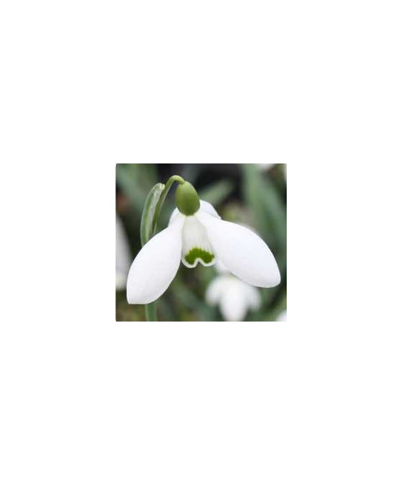 Ghiocel Galanthus, Hippolyta, Alb, 6/7, 1 Bulb