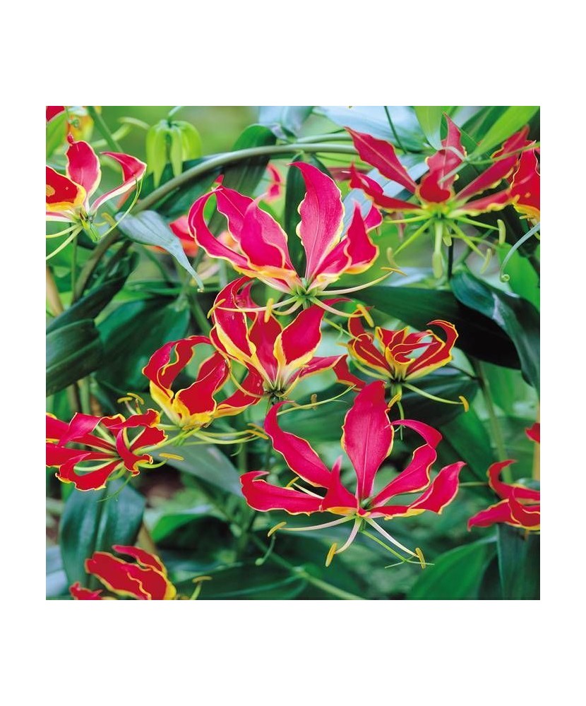 Crinul de Foc Gloriosa, Rothschildia, Rosu/Galben, 20/25, 1 Bulb